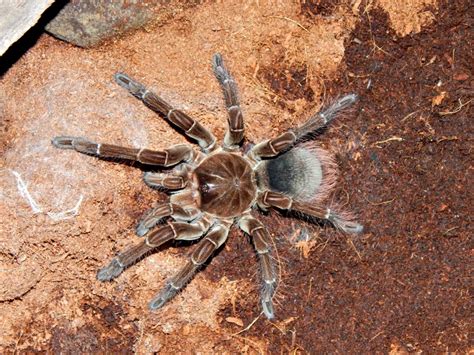 the Goliath bird-eating spider, The Goliath birdeater a large brown spider with villi of the genus theraphosa stirmi sits on the ground next to green plants in a terrarium . large spider A Goliath bird-eating spider,Theraphosa blondi, in daylight, crossing a path in a tropical rainforest., South America, French Guiana, France,
